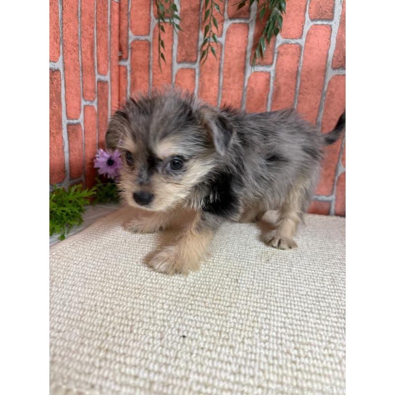 販売中の埼玉県のミックス犬-435157の3枚目