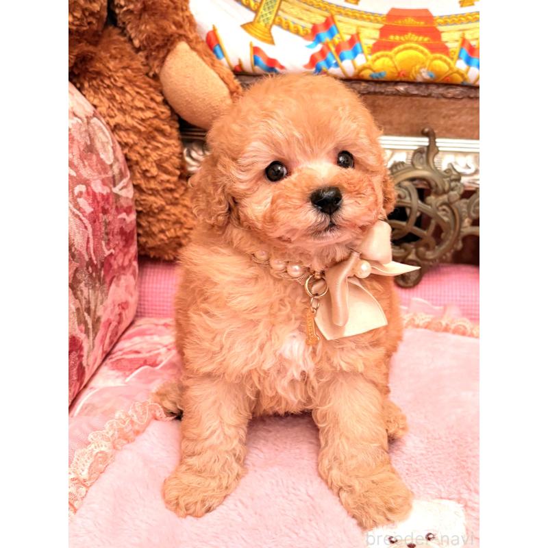 販売中の大阪府のトイプードル-435156の5枚目