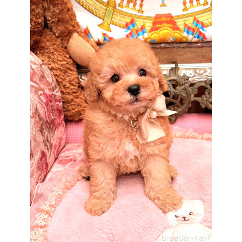 販売中の大阪府のトイプードル-435156の4枚目
