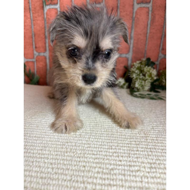 販売中の埼玉県のミックス犬-435157の2枚目