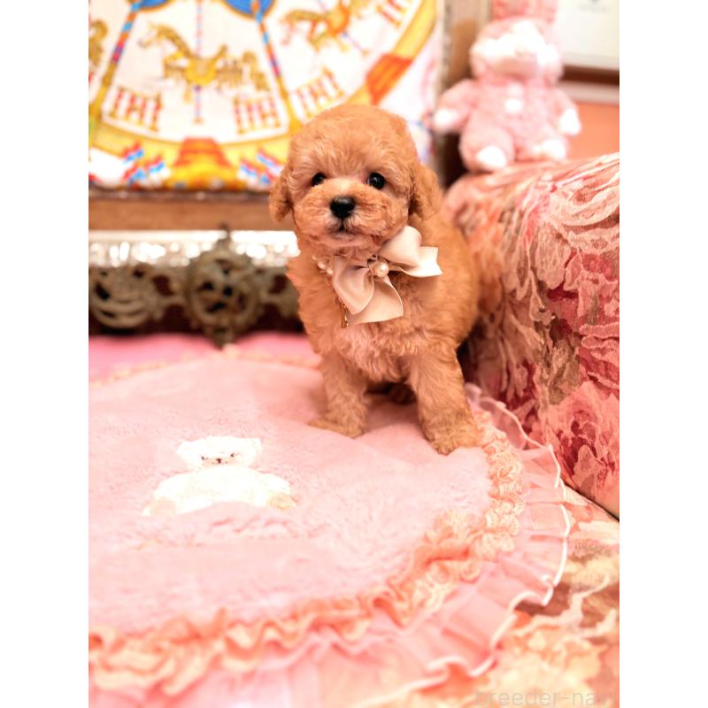 販売中の大阪府のトイプードル-435156の3枚目