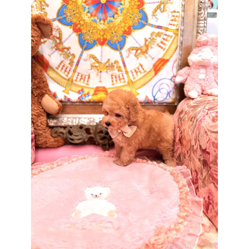 販売中の大阪府のトイプードル-435156の2枚目