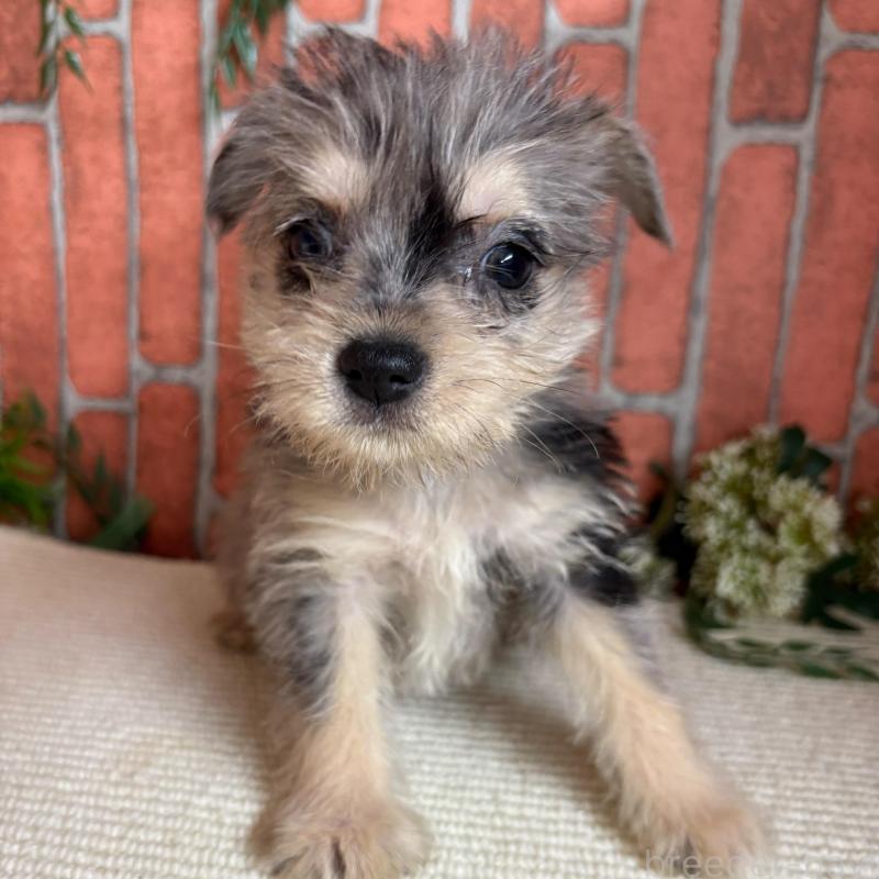 販売中の埼玉県のミックス犬-435157