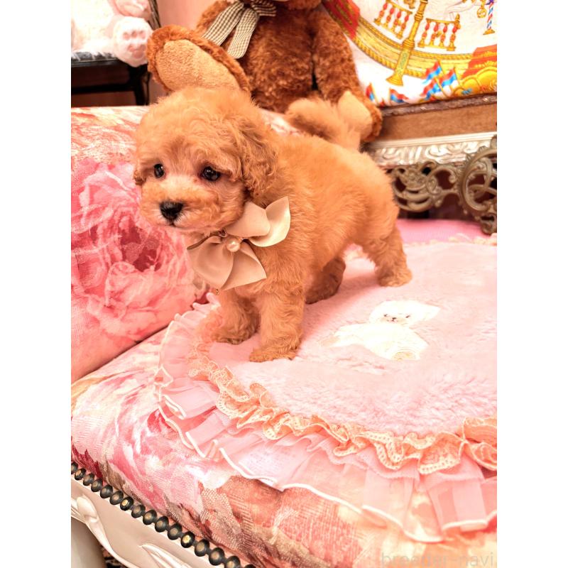 販売中の大阪府のタイニープードル-435158の14枚目