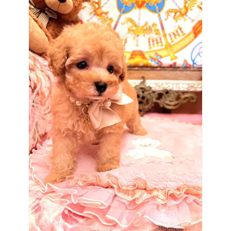 販売中の大阪府のタイニープードル-435158の13枚目