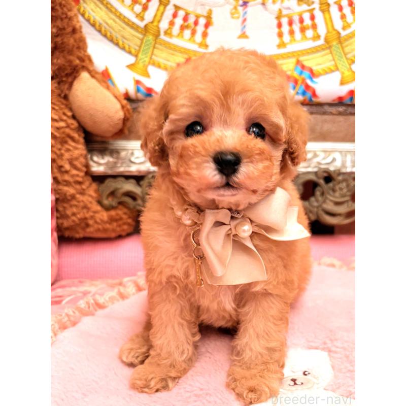 販売中の大阪府のタイニープードル-435158の11枚目
