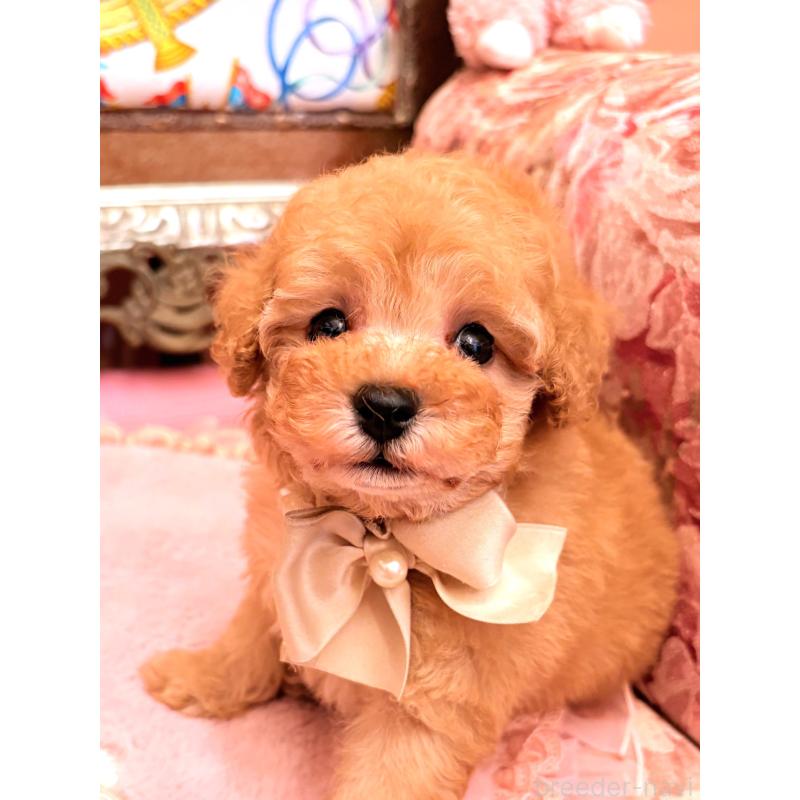 販売中の大阪府のタイニープードル-435158の10枚目