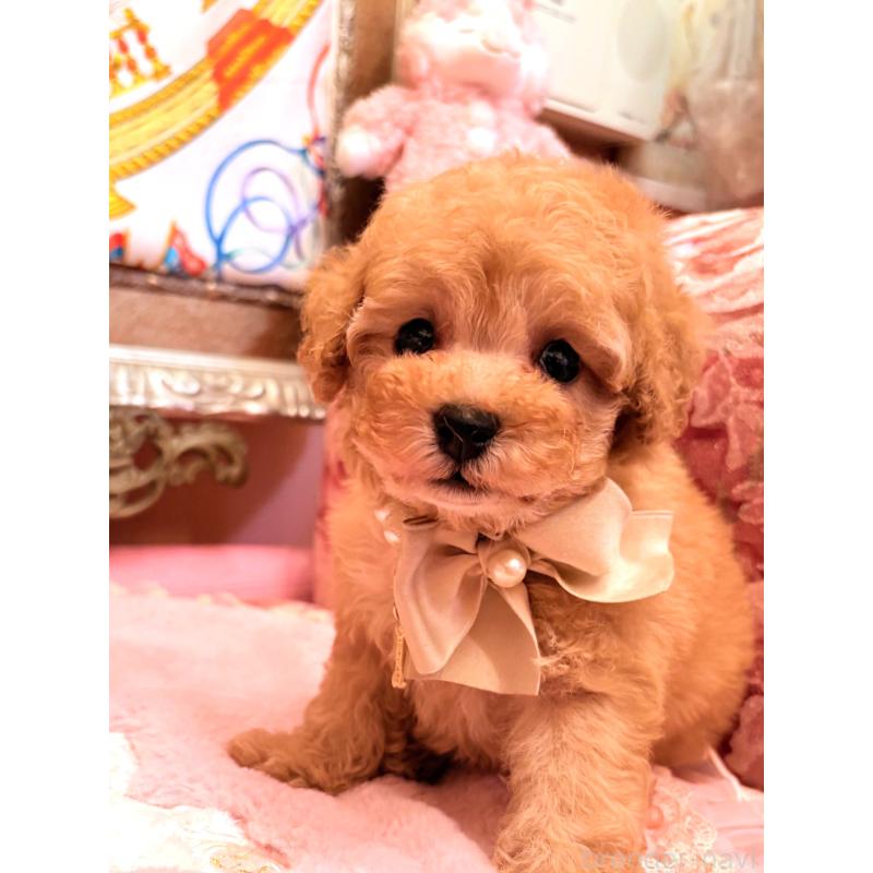 販売中の大阪府のタイニープードル-435158の9枚目