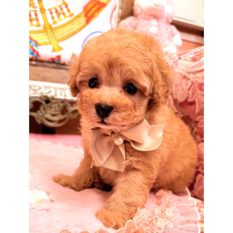 販売中の大阪府のタイニープードル-435158の8枚目