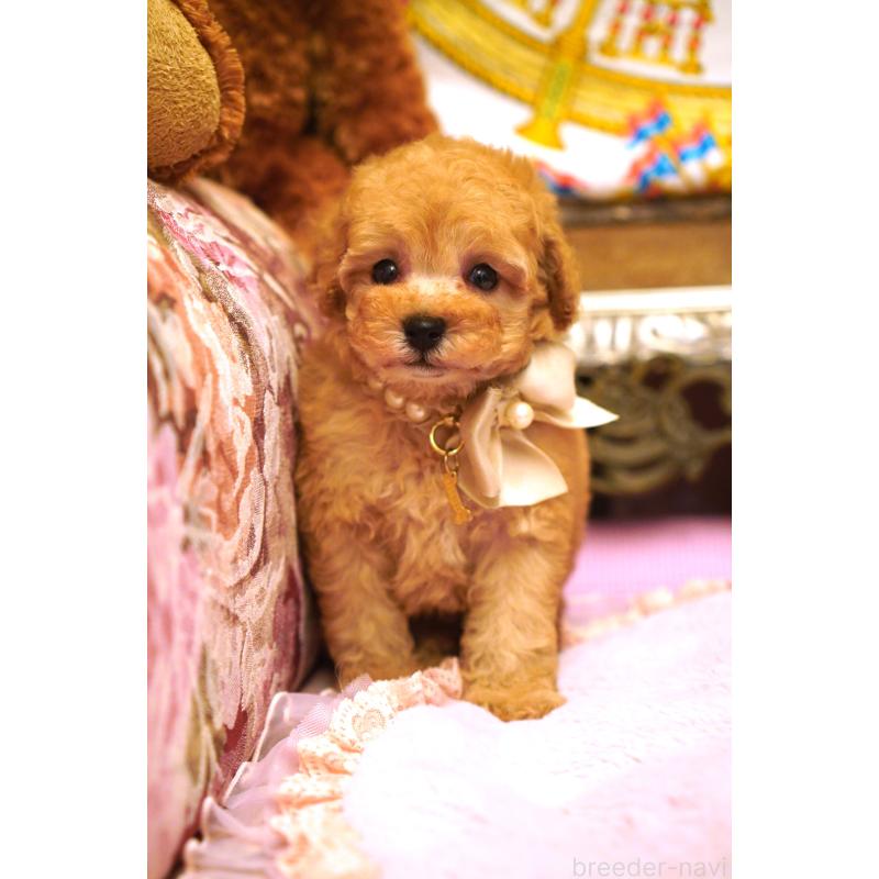 販売中の大阪府のタイニープードル-435158の6枚目