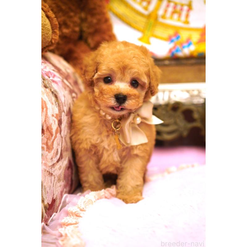 販売中の大阪府のタイニープードル-435158の5枚目