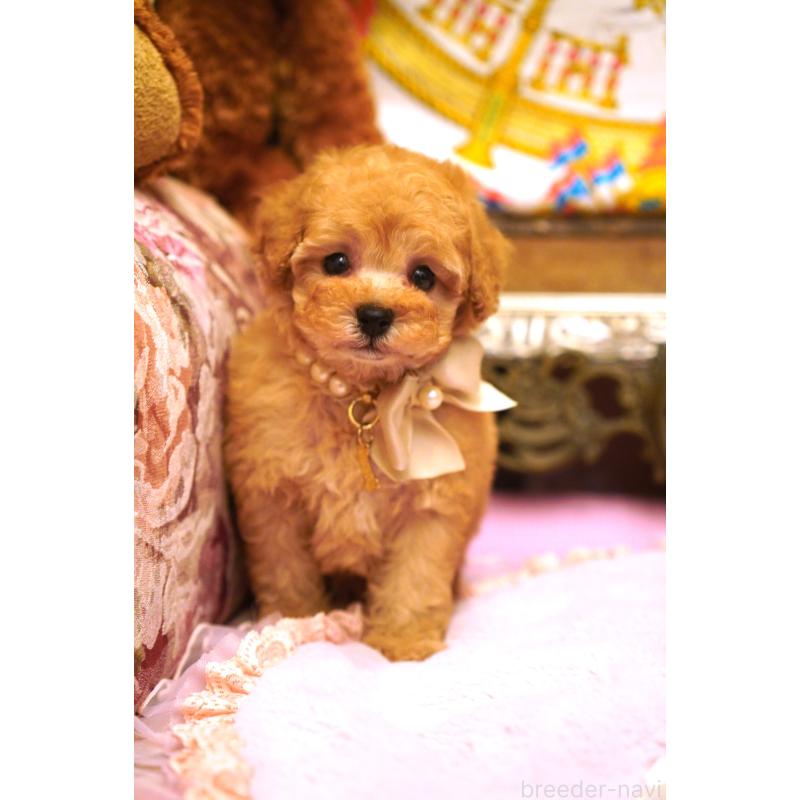 販売中の大阪府のタイニープードル-435158の4枚目