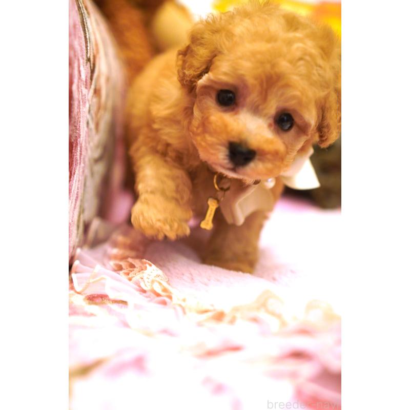 販売中の大阪府のタイニープードル-435158の3枚目