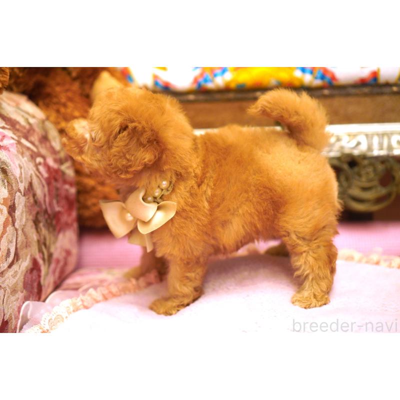 販売中の大阪府のタイニープードル-435158の2枚目