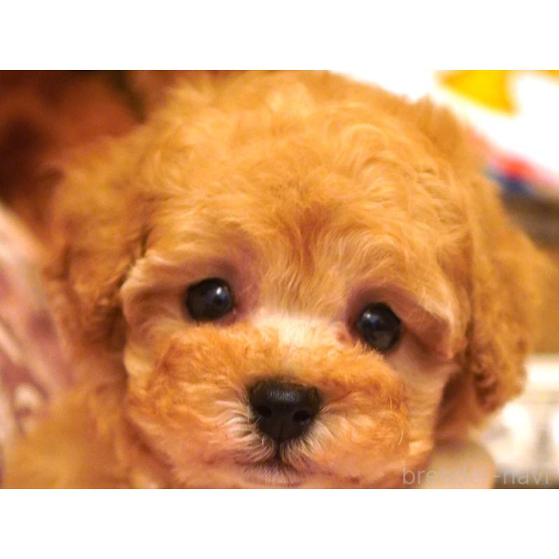 販売中の大阪府のタイニープードル-435158