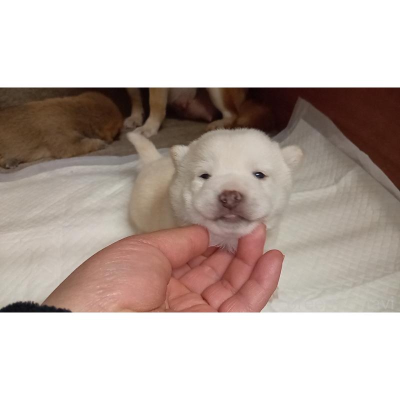 販売中の熊本県の豆柴-435170の3枚目