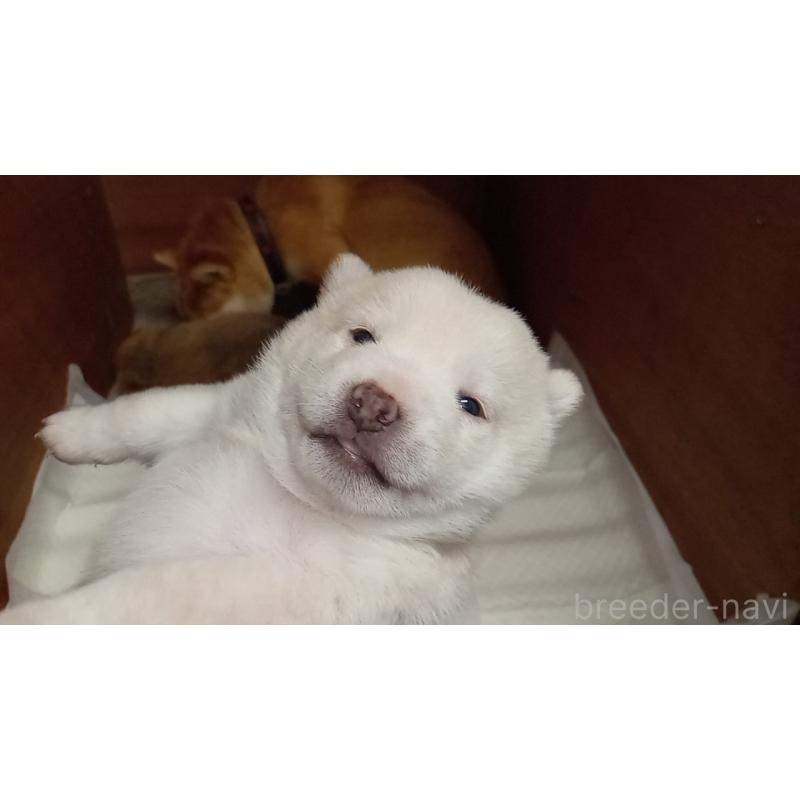 販売中の熊本県の豆柴-435170の2枚目