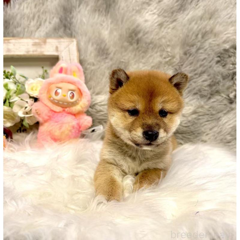 販売中の愛知県の豆柴-435160の3枚目