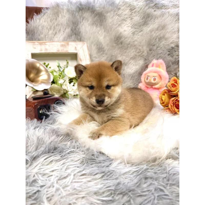 販売中の愛知県の豆柴-435160の2枚目