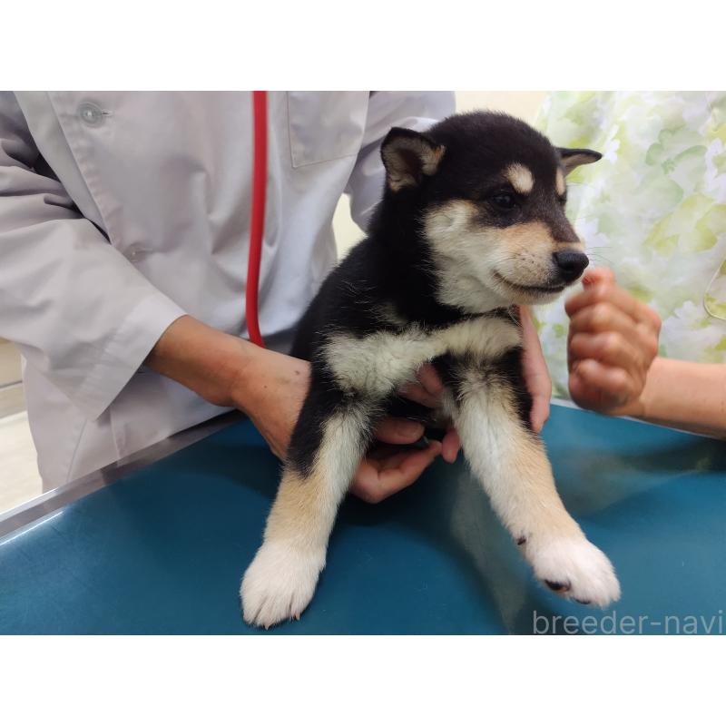 成約済の大阪府の柴犬-428376の3枚目