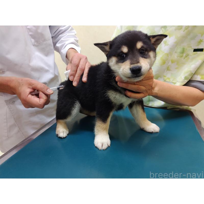 成約済の大阪府の柴犬-428376の2枚目