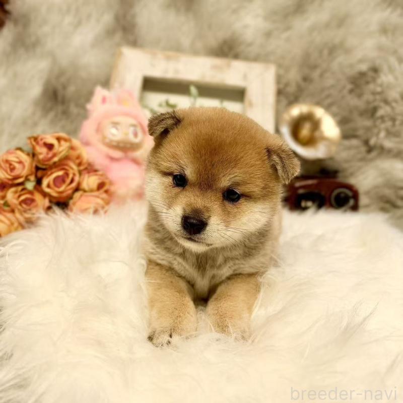 販売中の愛知県の豆柴-435161