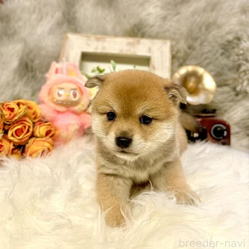 販売中の愛知県の豆柴-435161の3枚目