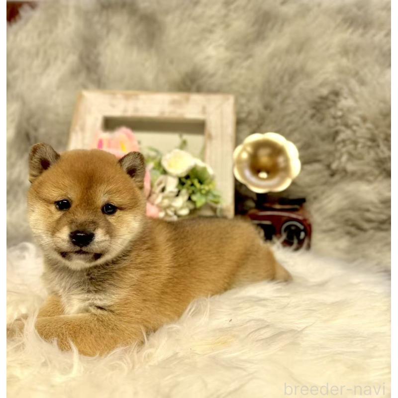 販売中の愛知県の豆柴-435161の2枚目