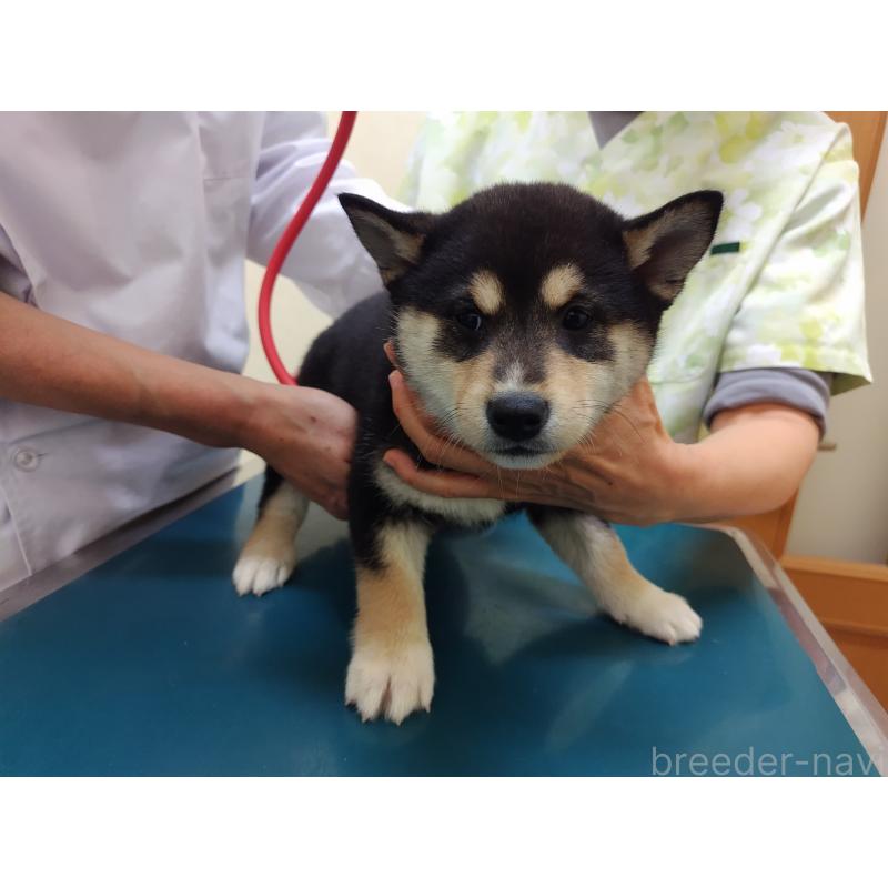 成約済の大阪府の柴犬-428381の3枚目