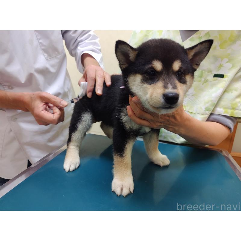 成約済の大阪府の柴犬-428381の2枚目