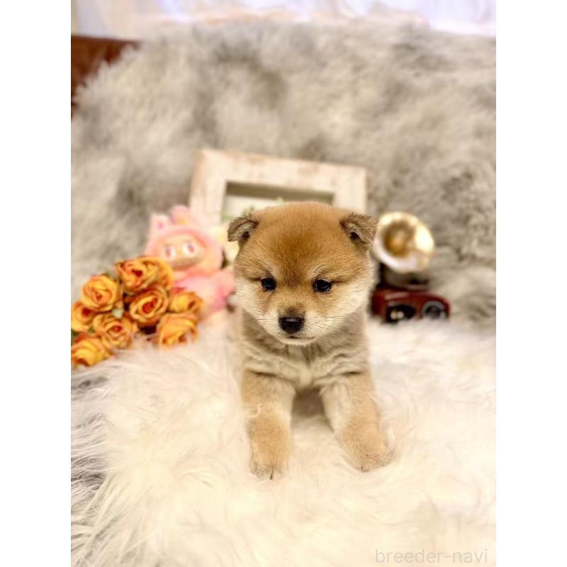 販売中の愛知県の豆柴-435162の3枚目