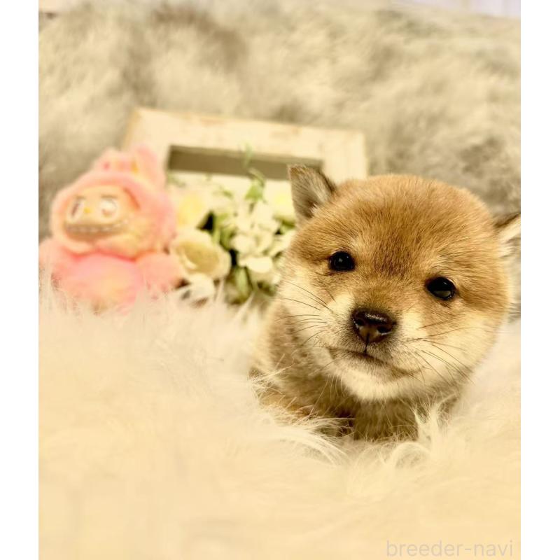 販売中の愛知県の豆柴-435162の2枚目