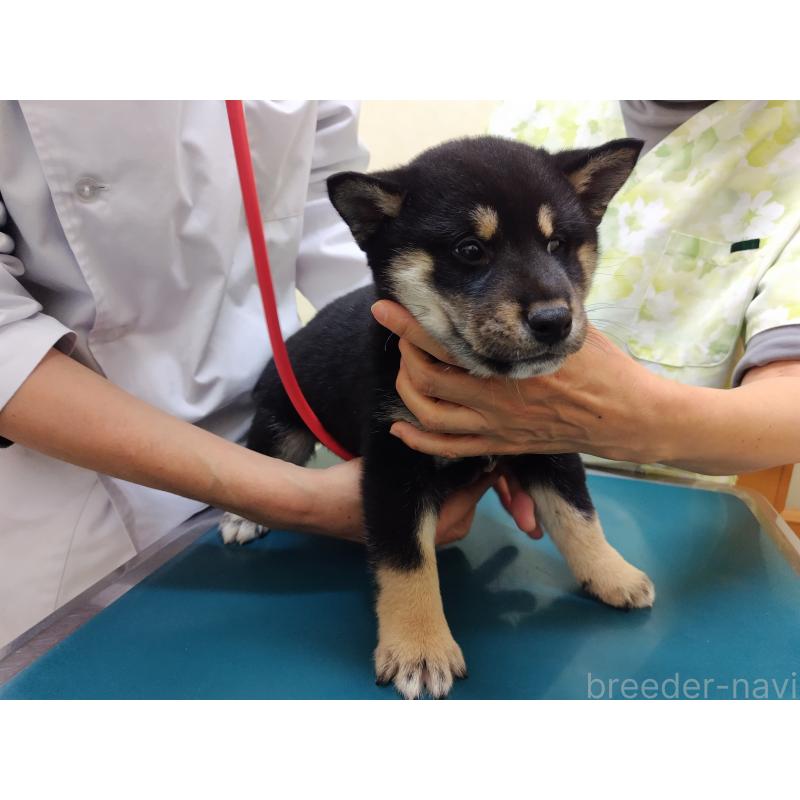 販売中の大阪府の柴犬-428382の3枚目