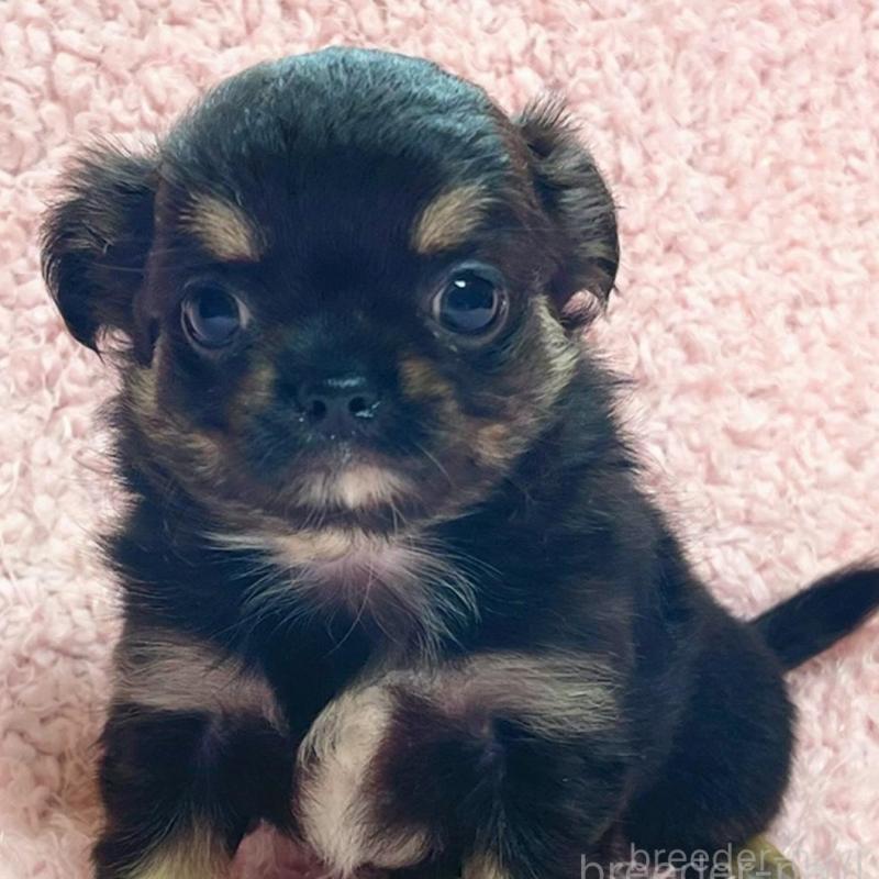 販売中の東京都のチワワ(ロングコート)-435163の1枚目