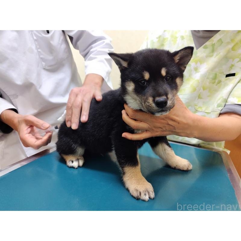 販売中の大阪府の柴犬-428382の2枚目