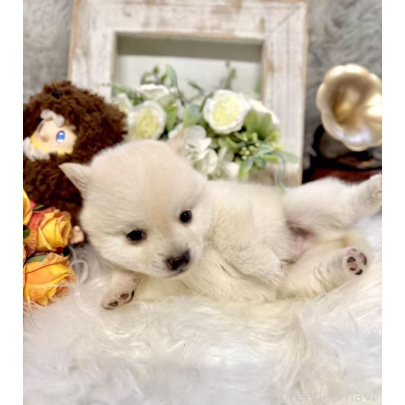 販売中の愛知県の豆柴-435164の3枚目