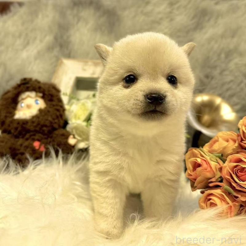 販売中の愛知県の豆柴-435164