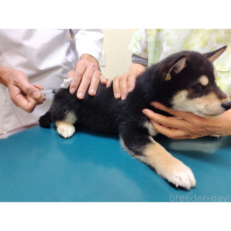 商談中の大阪府の柴犬-428383の2枚目