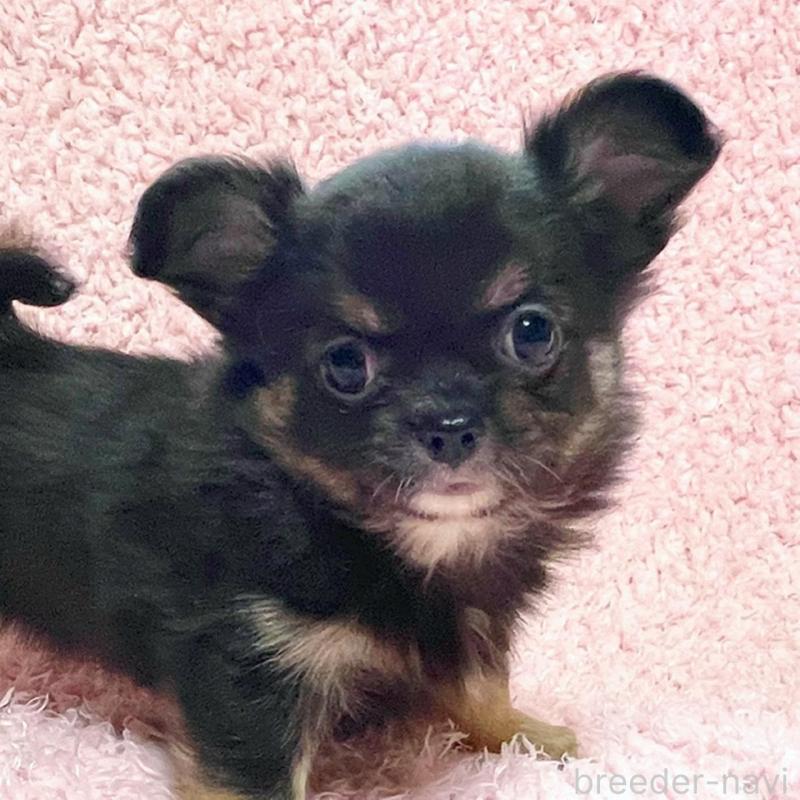 販売中の東京都のチワワ(ロングコート)-435165の1枚目