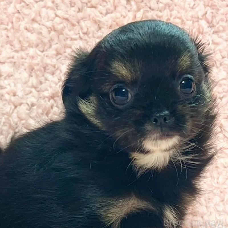 販売中の東京都のチワワ(ロングコート)-435166の1枚目