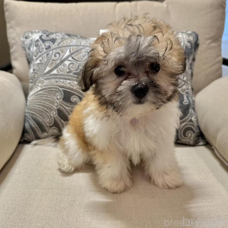 販売中の愛知県のミックス犬-435167の1枚目