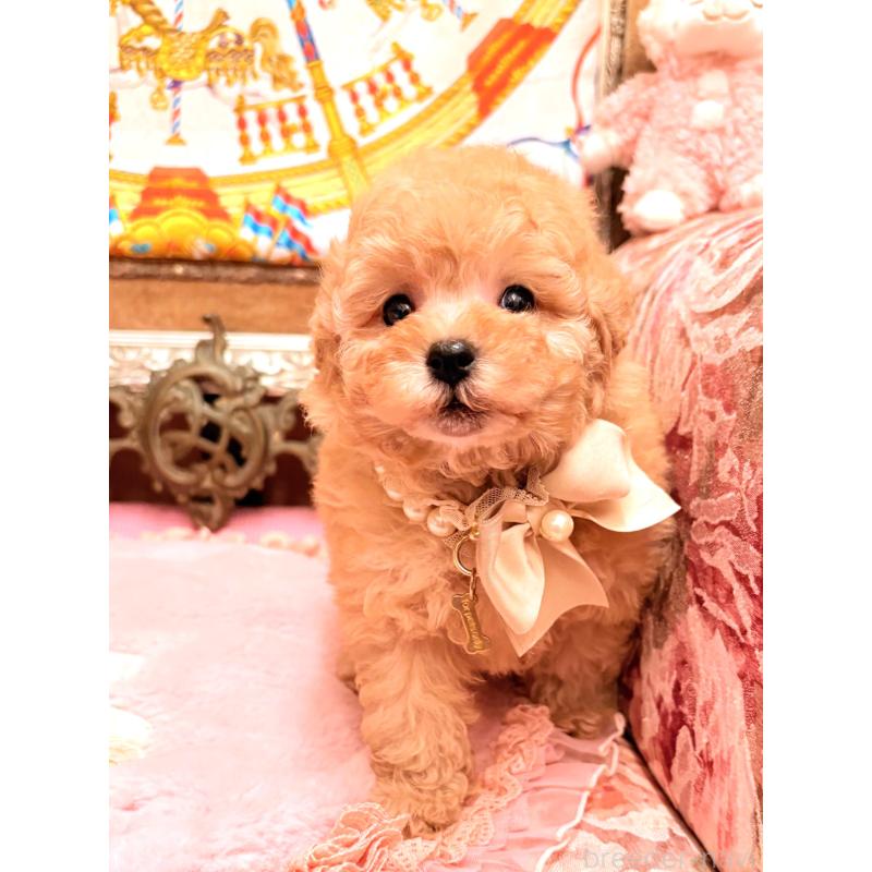 販売中の大阪府のタイニープードル-435172の15枚目