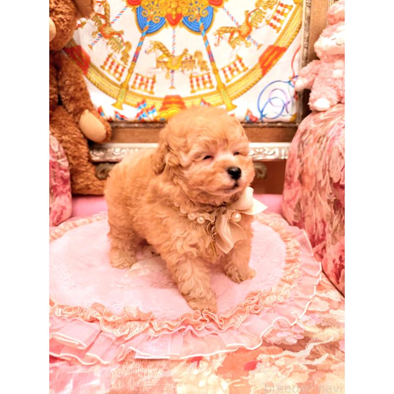 販売中の大阪府のタイニープードル-435172の13枚目