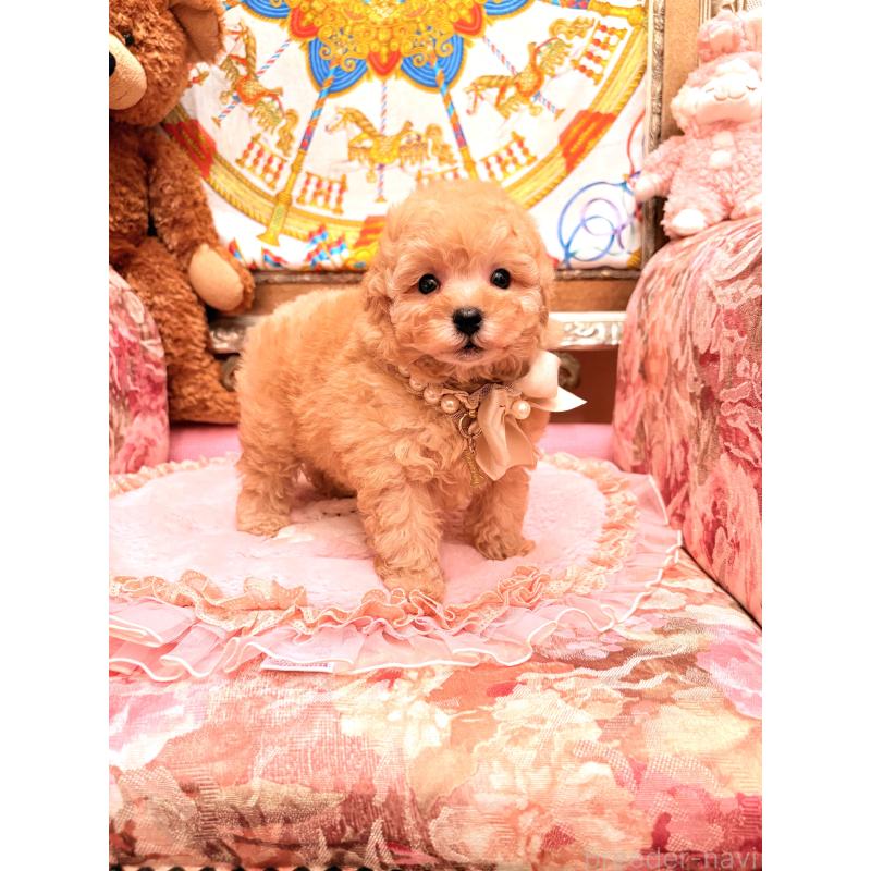 販売中の大阪府のタイニープードル-435172の12枚目