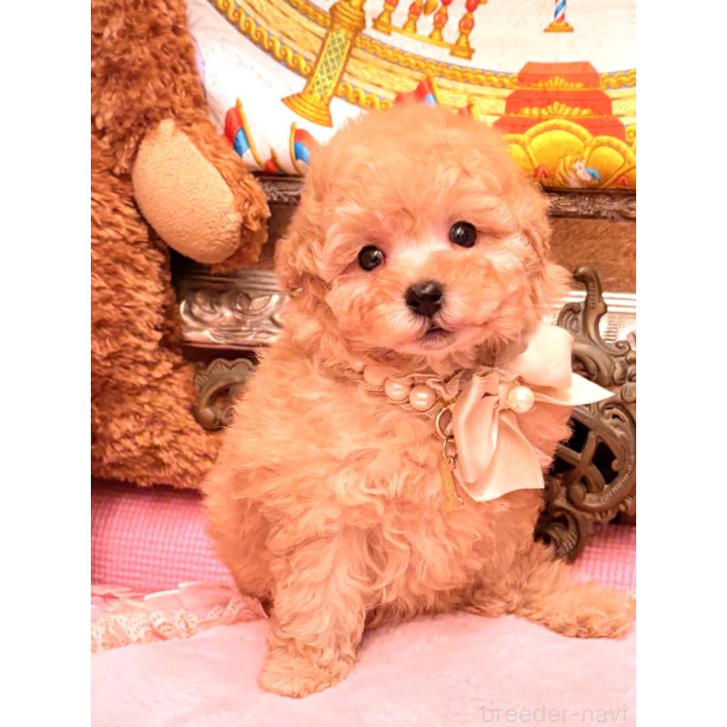 販売中の大阪府のタイニープードル-435172の11枚目