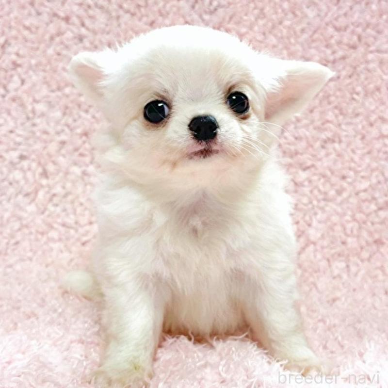 販売中の東京都のチワワ(ロングコート)-435169