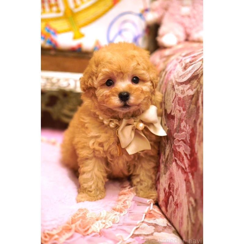 販売中の大阪府のタイニープードル-435172の8枚目