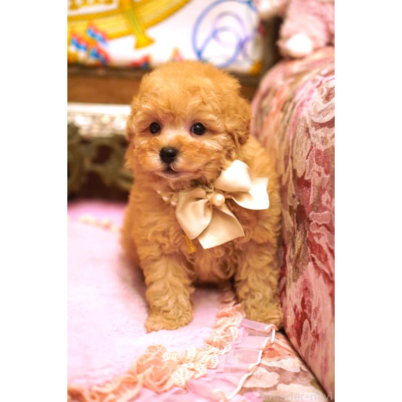 販売中の大阪府のタイニープードル-435172の7枚目