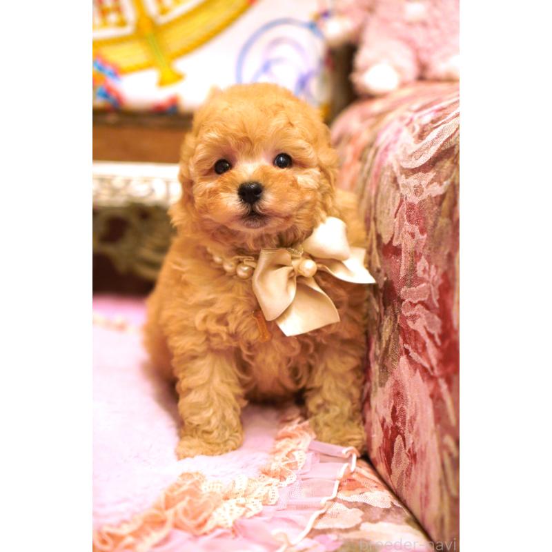 販売中の大阪府のタイニープードル-435172の6枚目