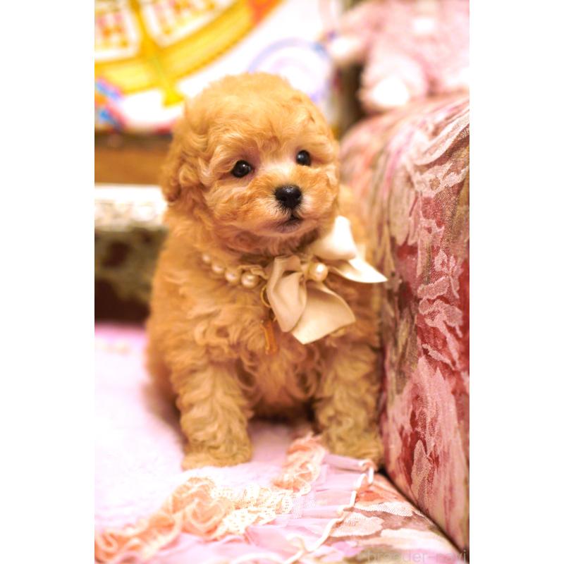 販売中の大阪府のタイニープードル-435172の5枚目